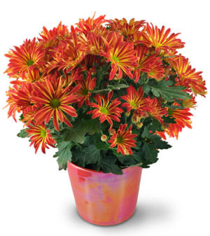 Blooming Chrysanthemum Flower Bouquet