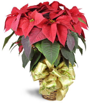 Holiday Classic Poinsettia Flower Bouquet