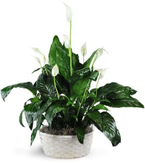Peace Lily Plant Flower Bouquet