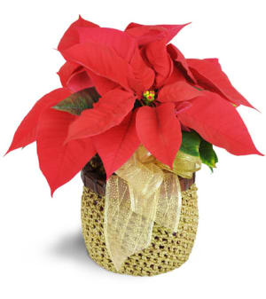 Petite Poinsettia Flower Bouquet