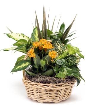 Plant One On Me - Basket Flower Bouquet