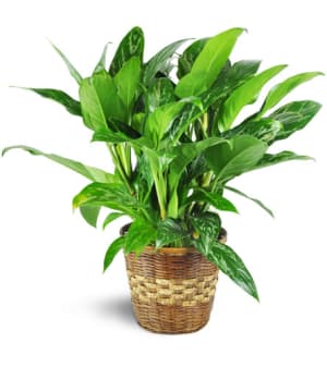 Chinese Evergreen Plant Flower Bouquet