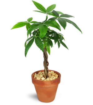 Petite Money Tree Flower Bouquet