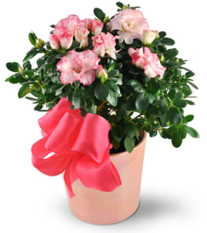 Pink Azalea Flower Bouquet