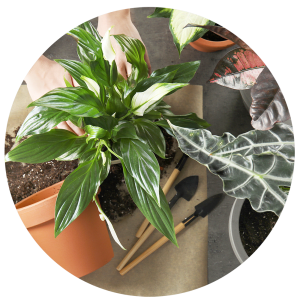 Florist's Choice Plant for Mother's Day Flower Bouquet