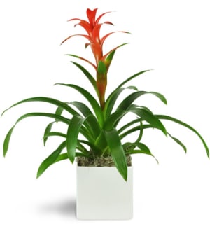 Zen Bromeliad Flower Bouquet