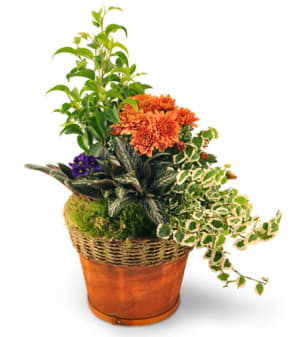 Blooming Dish Garden Flower Bouquet
