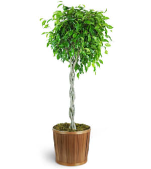 Braided Ficus Tree Flower Bouquet