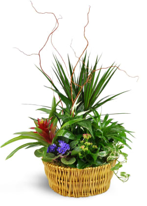 Classic Dish Garden Flower Bouquet