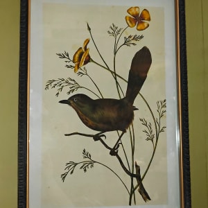 Aviary Framed Picture Flower Bouquet
