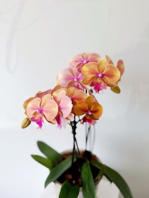 Golden Glow Orchid