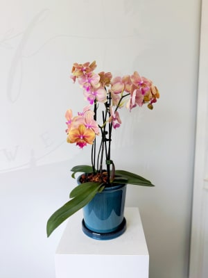 Golden Glow Orchid