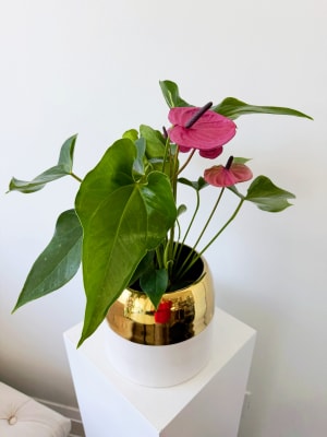 Midnight Anthurium in Luxe Gold Pot