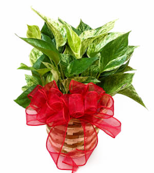 Medium Plant 6" Flower Bouquet