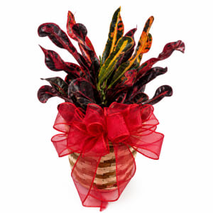 Small Plant 4" Flower Bouquet