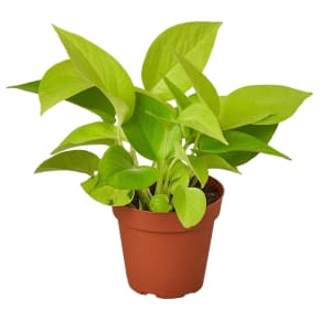 Small Plant 4" Flower Bouquet