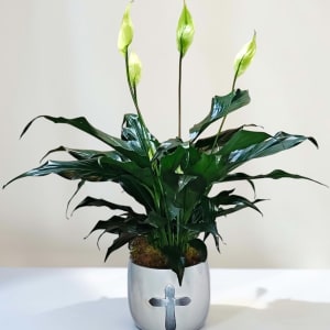 Peace Lily with Cross Container Flower Bouquet