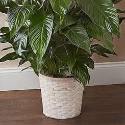 peace lily Flower Bouquet