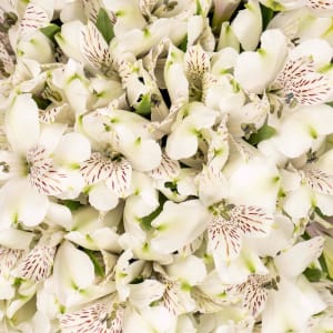 Alstroemeria Flower Bouquet