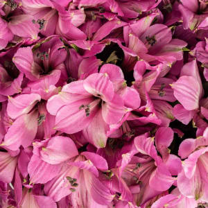 Alstroemeria Flower Bouquet