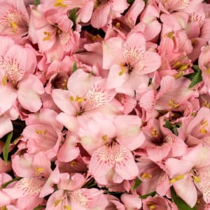 Alstroemeria Flower Bouquet