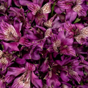 Alstroemeria Flower Bouquet