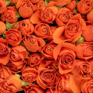 Spray Roses Flower Bouquet