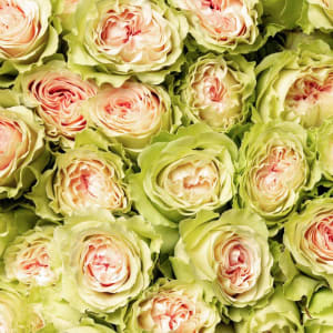 Spray Roses Flower Bouquet