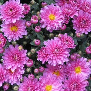 Mums: Blooms Starting Mid Sept Flower Bouquet