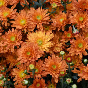 Mums: Blooms Starting Mid Sept Flower Bouquet