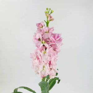 Stock Flower Bouquet
