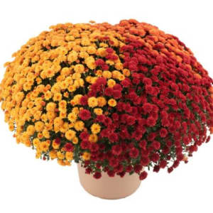 Large Mums & Perennial Asters (12'') Flower Bouquet