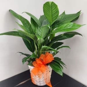 Peace Lily Flower Bouquet