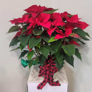 Poinsettia Flower Bouquet