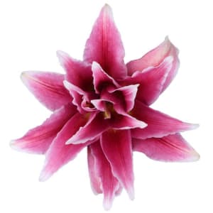Lily Oriental Flower Bouquet