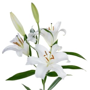 Lily Oriental Flower Bouquet