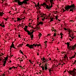 Statice Flower Bouquet