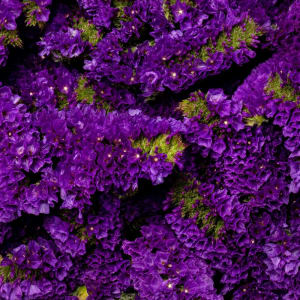 Statice Flower Bouquet