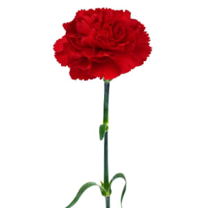 Carnations Flower Bouquet