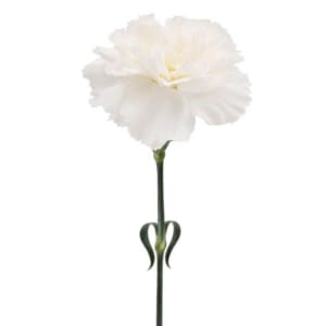 Carnations Flower Bouquet