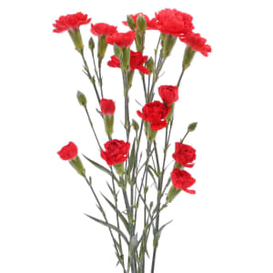 Mini Carnations Flower Bouquet