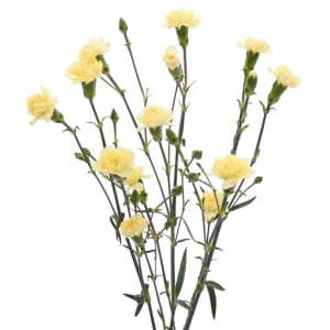 Mini Carnations Flower Bouquet