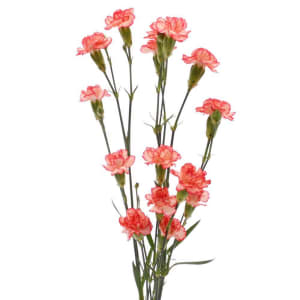 Mini Carnations Flower Bouquet