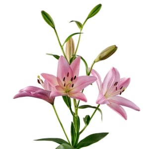 Lily Asiatic Flower Bouquet