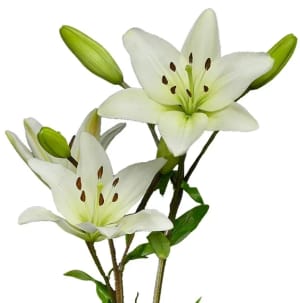Lily Asiatic Flower Bouquet