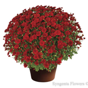 Mums: Blooms Starting Mid Sept Flower Bouquet