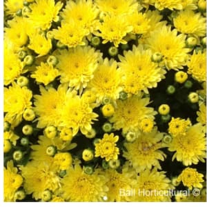 Mums: Blooms Starting Mid Sept Flower Bouquet