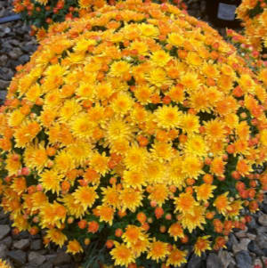 Mums: Blooms Starting Mid Sept Flower Bouquet