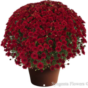 Mums: Blooms Start Sept/Early Oct Flower Bouquet