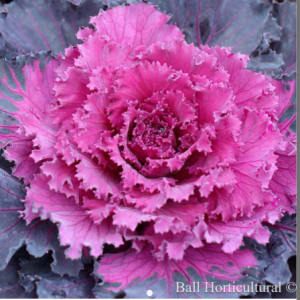 Other Fall Plants for Fundraiser Flower Bouquet